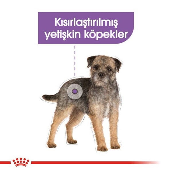 Royal Canin Ccn Mini Sterilised 3 Kg Yetişkin Köpek Maması