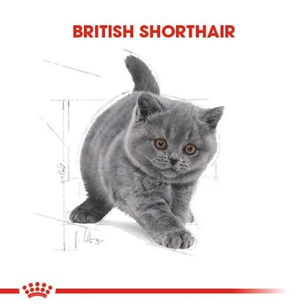 Royal Canin British Short Hair Yavru Kuru Kedi Maması 2 Kg